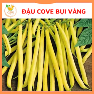 Hạt giống đậu cove leo bụi vàng 50gram, hạt giống chuẩn tỷ lệ nảy mầm cao