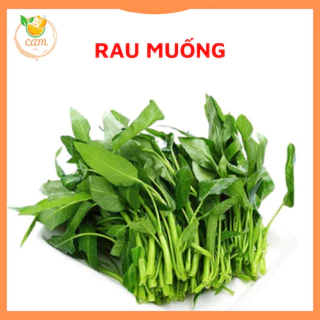 Hạt giống rau muống, hạt giống chuẩn tỷ lệ nảy mầm cao