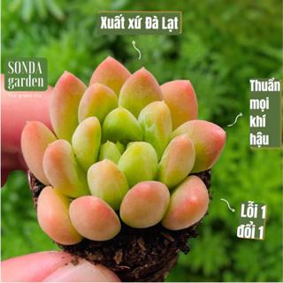 Sen đá ngón tay SONDA GARDEN size mini 2.5-4cm, cây cảnh trang trí nhà cửa, lỗi 1 đổi 1