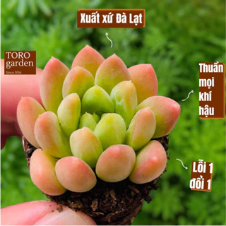 Sen đá ngón tay Đà Lạt size mini cây cảnh trang trí nhà cửa Toro garden