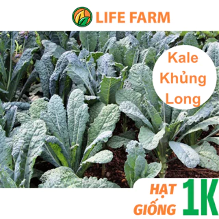 Deal 1K - 15 Hạt Giống Cải Kale Khủng Long Rạng Đông Dễ Trồng.