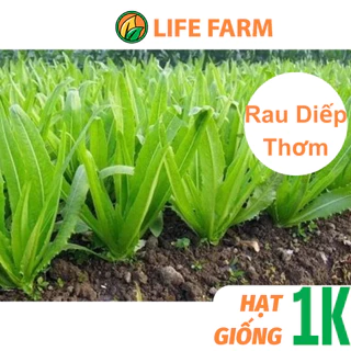 Deal 1K - 50 Hạt Giống Rau Diếp Thơm Dễ Trồng.