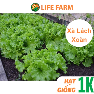 Deal 1K - 50 Hạt Giống Xà Lách Xoăn Dễ Trồng (D1K-002)