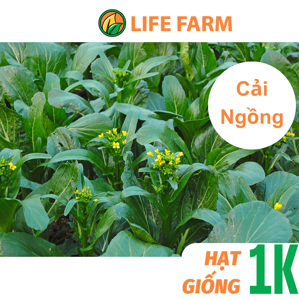 Deal 1K - 30 Hạt Giống Cải Ngồng (Cải Ngọt Bông) Chịu Nhiệt Tốt (D1K-021)