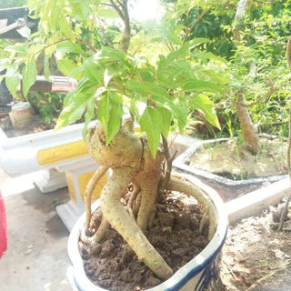 Đinh Lăng Bonsai - Đinh Lăng nếp (lá nhỏ)