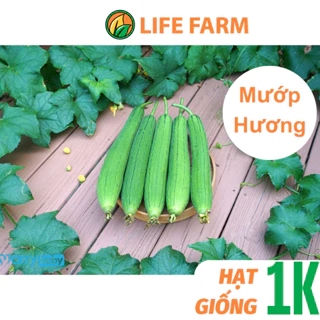 Deal 1K - 2 Hạt Giống Mướp Hương Cho Trái To Và Dài.