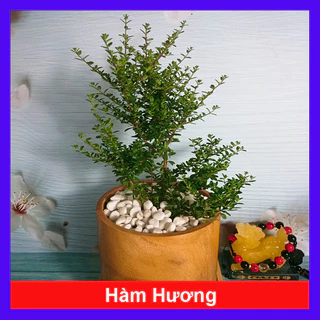 Cây Hàm Hương - cây tỏa mùi thơm như cây hương thảo mùi cam quýt, vani, mật ong