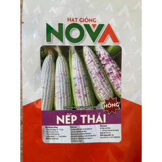 Hạt giống bắp nếp lai F1 Nếp Thái Hồng_50gr