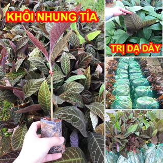 CÂY GIỐNG KHÔI NHUNG TÍA- CÂY DƯƠC LIÊU CHŨA BÊNH ( ảnh thât như hình )