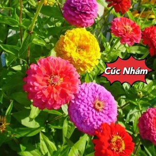 100 hạt giống hoa cúc nhám mix màu, dày cánh 🌻 Siêu Xinh💥 cực kỳ dễ trồng.