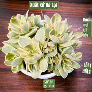 Sen đá bướm var mini SONDA GARDEN size trung bình 10-12cm, cây cảnh trang trí nhà cửa, lỗi 1 đổi 1