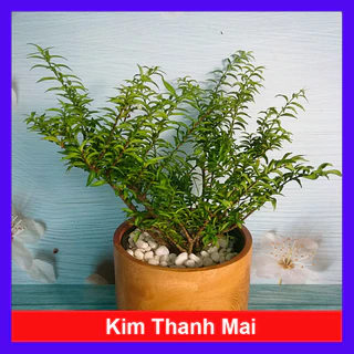 Cây Kim Thanh Mai - Cây cảnh bonsai để bàn