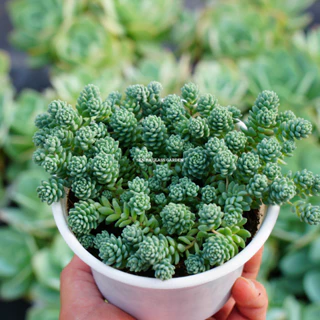 Sen đá Sedum Hoa Hồng chậu trung 8cm giống hình GLASS GARDEN