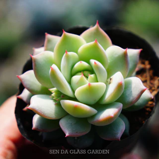 Sen đá Baby trắng bầu nhỏ 6cm GLASS GARDEN giống hình