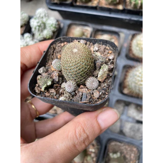 Xương rồng rebutia size chậu 5cm. Xương rồng hoa cam rất đẹp.Mặt hoa hình cuối.