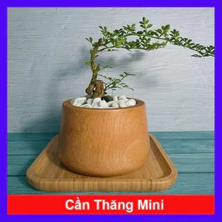 Cây Cần Thăng Bonsai Mini - cây bonsai mini trang trí tiểu cảnh