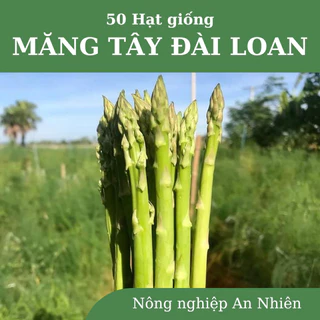 50 Hạt giống MĂNG TÂY XANH LAI F1 – M18 NHẬP KHẨU ĐÀI LOAN THÂN MẬP DỄ TRỒNG