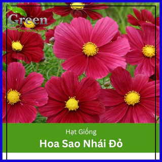 Hạt Giống Hoa Cánh Bướm (Hoa Sao Nháy) Màu Đỏ (50H)