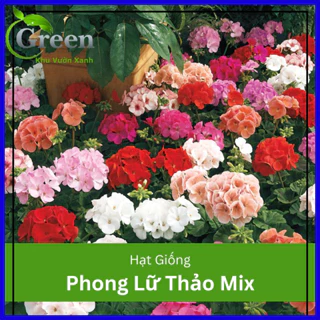 Hạt Giống Hoa Phong Lữ Thảo Mix F1 (20H)