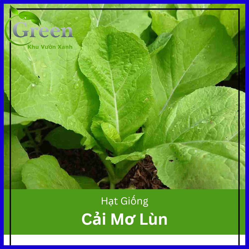 Hạt Giống Cải Mơ Lùn (20G)