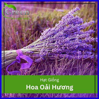 Hạt Giống Hoa Oải Hương Lavender (100H)