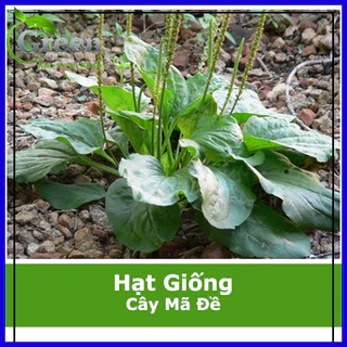 Hạt Giống Cây Mã Đề (1G)