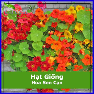 Hạt Giống Hoa Sen Cạn Chất Lượng F1 (15H)