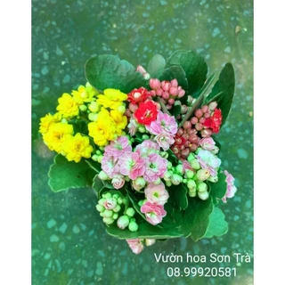 (VHST - GIAO TP.HCM 1-5H) SỐNG ĐỜI hoa kép, size vừa, hoa như hình.