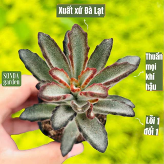 Sen đá nhung lông đen SONDA GARDEN size bé 5-8cm, cây cảnh trang trí nhà cửa, lỗi 1 đổi 1