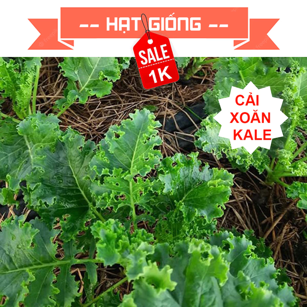 Hạt giống cải xoăn kale