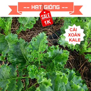 Hạt giống cải xoăn kale