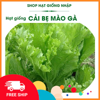 Hạt giống cải bẹ mào gà |  GÓI 20g