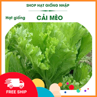 Hạt giống rau cải mèo | Gói 20g