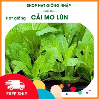 Hạt giống rau cải mơ lùn (cải mơ đăm) | GÓI 20g