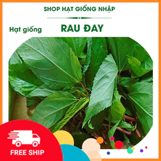 Hạt giống rau đay trắng (rau đay xanh) |GÓI 10g