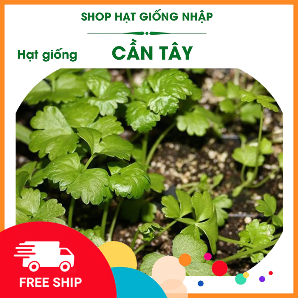 Hạt giống cần tây |GÓI 10Gg