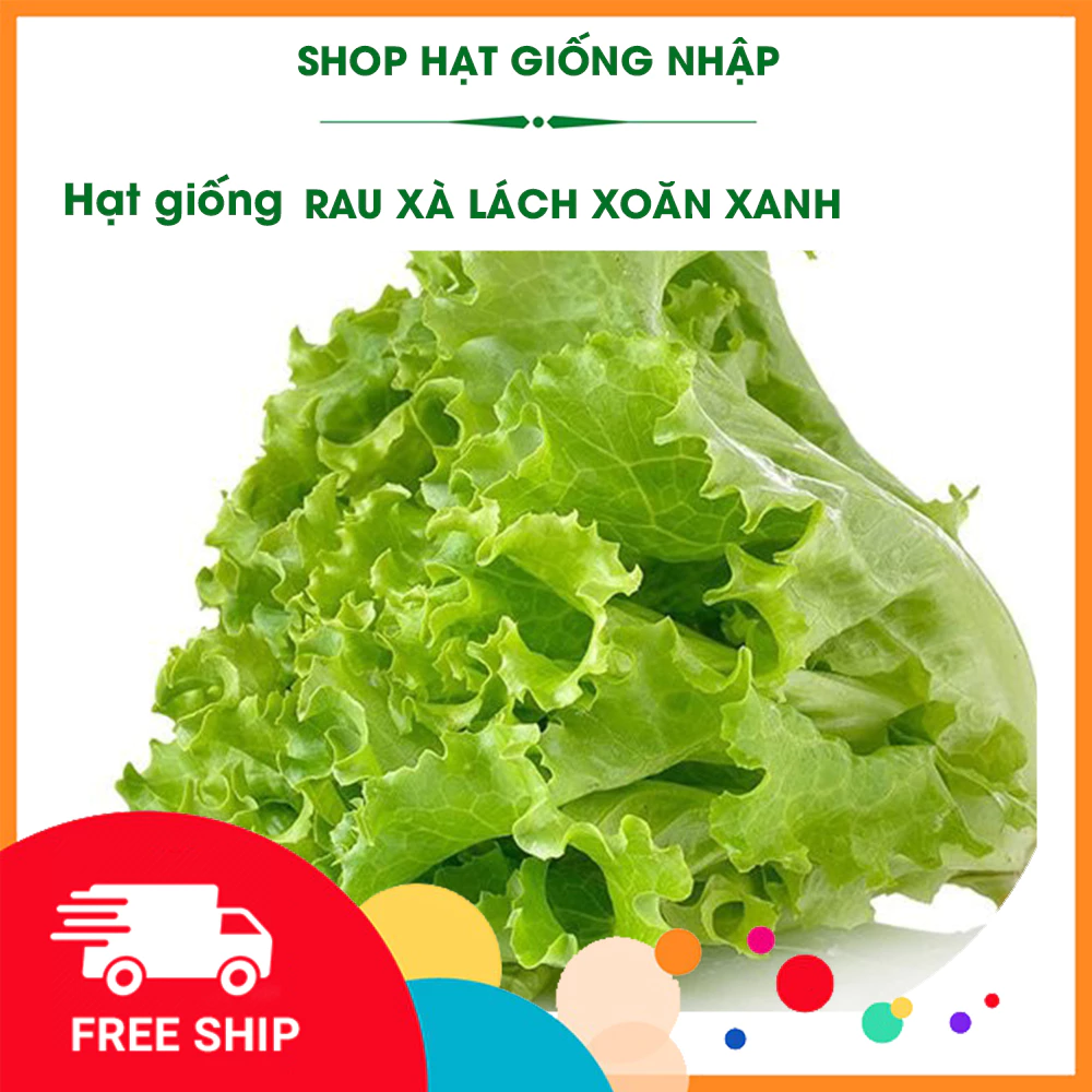 Hạt giống rau xà lách xoăn xanh | GÓI 5g