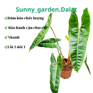 Chậu cứng Hồng hạc chân cam - philodendron billlitae