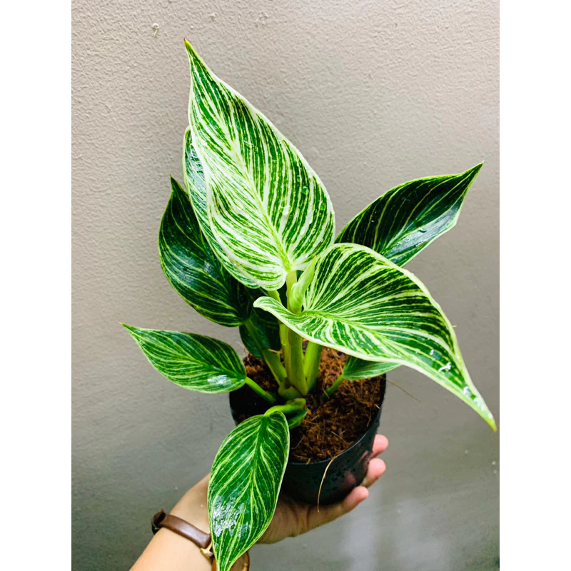 Chậu mềm Philodendron Birkin - Trầu bà đế vương kim cương