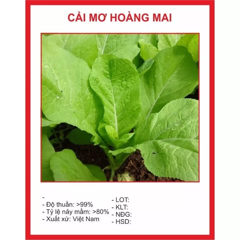 HẠT GIỐNG CẢI MƠ LÙN, CẢI MƠ HOÀNG MAI 20GR