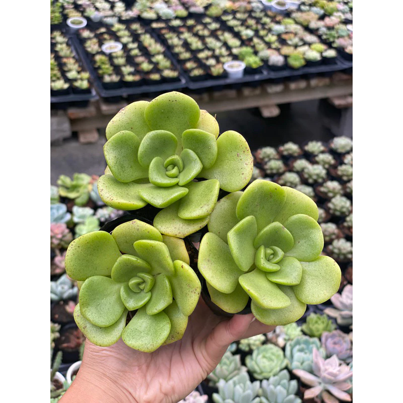 Sen đá Aeonium xanh tròn size bầu 5cm Hư 1 Đổi 1