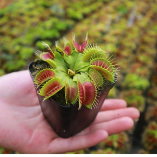 Venus Flytrap, cây bẫy kẹp, bắt mồi, DB, B52, G16, Maroon, tiểu cảnh trang trí