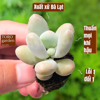 Sen đá sỏi mập Đà Lạt size mini cây cảnh trang trí nhà cửa Toro garden