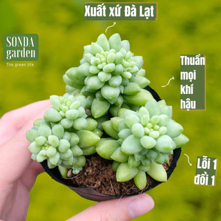 Sen đá ngọc long SONDA GARDEN size bé 5-8cm, cây cảnh trang trí nhà cửa, lỗi 1 đổi 1