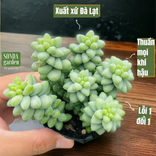 Sen đá chuỗi ngọc bi SONDA GARDEN size bé 5-8cm, cây cảnh trang trí nhà cửa, lỗi 1 đổi 1