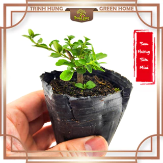 Sam hương siêu mini - cây ghép tiểu cảnh, bán cạn, terrarium đẹp