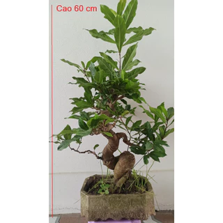 Lộc vừng bonsai mini, phôi cây lộc vừng, lộc vừng cảnh  ( Sản phẩm tương tự trên hình 2)