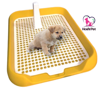 Khay vệ sinh cho chó nhỏ thành thấp Hoshi Pet KC06 - Khay đái cho chó