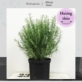 Cây Hương Thảo (Rosemary) cao 20 - 30cm | Cây gia vị Âu, đuổi côn trùng, làm cây cảnh với hương thơm dịu nhẹ!