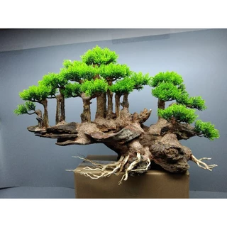 Cây gỗ lũa Bonsai cho bể cá cảnh "VÁCH NÚI" Tán Tùng xanh